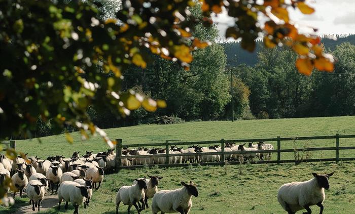 The sheep surrounding the cabins